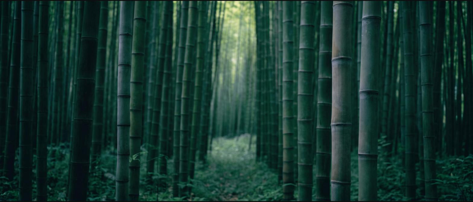 The interior of a dense bamboo grove with hundreds of tall green culms